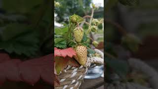 🍓Exploring the Life Cycle of Strawberries plant in farms strawberry gardening youtubeshorts yt [upl. by Anielram588]