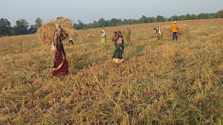 Puri Khet Mein Ghasi Ghas ho gai hai और Night Vlogging With Golu [upl. by Searcy]