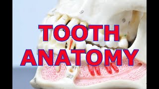 TOOTH ANATOMY [upl. by Esila]