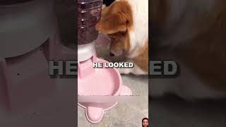 Puppies DINNER Device 😭😭 shortvideo funny petlaughs ytshorts [upl. by Saucy]