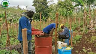 Comment nous produisons la tomate en saison pluvieuse épisode02  contrôle des maladies [upl. by Carmelo]