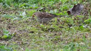 0510024 Emberiza pusilla  Hel [upl. by Tychonn]