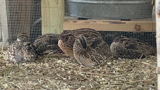 Quails just chillin [upl. by Irod]