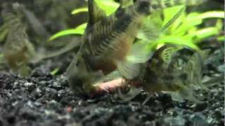 Long Fin Corydoras Paleatus feeding on Kens catfish sticks [upl. by Alten]