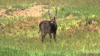 The wildlife in the MaasaiMara reserve Kenya [upl. by Etteniuq]