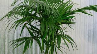 Kentia Palm Facts And Where To Grow [upl. by Ynnek]