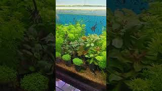 Planted aquarium 🦈🐬 fish aquarium turtle fishtank snake fishing petsman petfish singifish [upl. by Acira362]