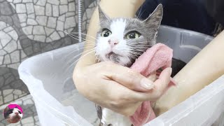 First bath for rescued street cat that has given birth [upl. by Acinorahs]