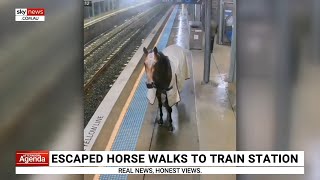 Escaped horse gallops into NSW train station [upl. by Raskind]