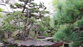 The Bonsai garden of Walter Pall [upl. by Annoynek]