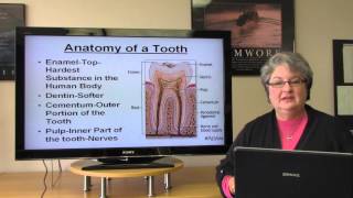 Basic Dental Terminology [upl. by Dranyl523]