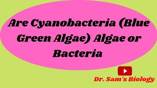 Are Cyanobacteria BGA Algae or Bacteria [upl. by Reema]