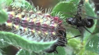 Myrmecophily  Camponotus aethiops attracted by the caterpillars of Tomares ballus [upl. by Iah]