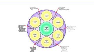 Chapter 24 asepsis and infection [upl. by Drud889]