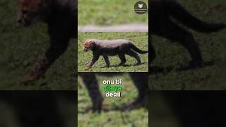 Aslanlar Çita Yavrularından Neden Korkar 🐆😱🦁 [upl. by Kesia]