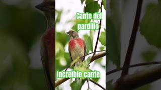 ✅️🎶 CANTE del pardillo o camachuelo reclamó animales schorts [upl. by Susann]