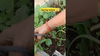 ఉల్లి కాడ harvest ✨🧅 special harvest of the day  spring onion viralreels viralvideo ytshorts [upl. by Lukasz497]