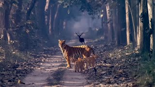 Pench National Park 🏞 Pench Tiger 🐯 Reserve  Jungle Safari  Indain Jungle tigerreserve [upl. by Wolpert]