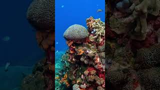 Кораллы индонезии бали индонезия scubadiving gopro fish underwater ocean bali indonesia [upl. by Roberto831]