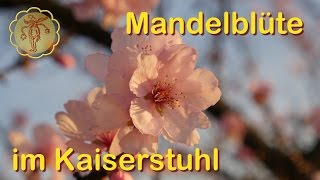 Mandelblüte im Kaiserstuhl [upl. by Atterrol392]