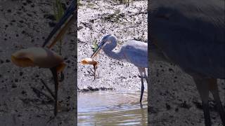 Heron Stabs amp Eats Venomous Stingray for Breakfast 🥞 birds hunting marine animals birding [upl. by Suaeddaht]