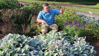 Lambs ear Stachys byzantina  Plant Identification [upl. by Anaitak]