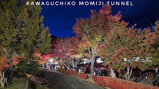 Kawaguchiko Autumn Festival  Maple Corridor Walk  河口湖紅葉トンネル散歩 🍁 Beautiful Autumn Foliage 🍁 Japan [upl. by Atnaloj]