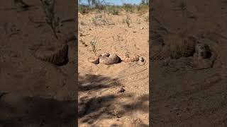 Rattlesnakes Getting It On In The Sand [upl. by Sewole542]