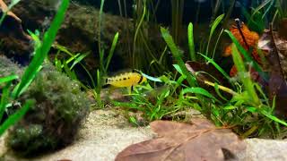 Apistogramma sp quotalto tapichequot  Female guarding fry [upl. by Curzon]