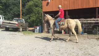 Sold 482 12yr old 15H palomino QH gelding 1375 [upl. by Swain]