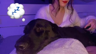 ASMR  FALL ASLEEP WITH MY DOG  relaxing pampering  whisper ramble 🐶 [upl. by Toinette195]