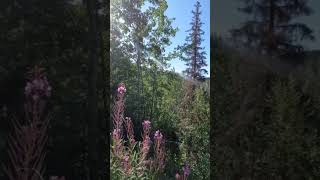 Beautiful fireweed on the kenai peninsula alaskalife alaskan kenai fireweed [upl. by Dallas]