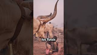 El TORO con los CUERNOS MÁS GRANDES del mundo shorts [upl. by Nofpets]