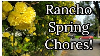 Check Out Spring Chores on the Rancho New Cherry Tree [upl. by Nibur]