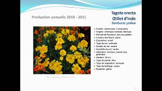 conseils jardinage Tagete erecta oeillet dinde Sunburst yellow fiche technique plante annuelle [upl. by Seyler]