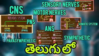 CNS PNSSOMATIC SYSTEM amp ANS  SYMPATHETIC amp PARASYMPATHETIC SYSTEM in telugu [upl. by Ellivro]