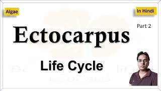 Ectocarpus Life cycle  एक्टोकारपस का जीवन चक्र [upl. by Pavlish]