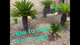 Cycas Revoluta Sago Palm HOW TO TRIM A SAGO PALM [upl. by Larry106]