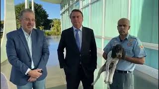 BOLSONARO E SEU CÃO DE GUARDA PARA O PALÁCIO DO ALVORADA tbtdehoje [upl. by Zehe]