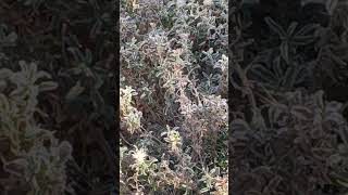 Hoar frost or WHORE FLOSS🤣 nature frost magic [upl. by Ardisi690]