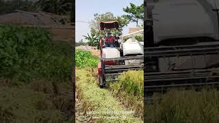 Yanmar combine harvester।chain harvester machine [upl. by Yelekreb]