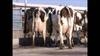 Procross Open House 2013  at Prins dairy  Commentary by Mike Osmundson [upl. by Acired]