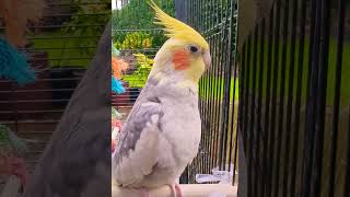 Through the Drizzle The Cockatiels Quiet Dialogueon a BIRD CALL🧐🤔🥹❤️🥹❤️ asmr nature [upl. by Carn416]