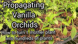 How to Grow and Propagate Vanilla Orchids From Cuttings Tips from a Commercial Orchid Grower [upl. by Ansaev]