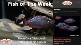 Neon Dwarf Rainbowfish Melanotaenia praecox 🐟❤️ imperialtropicals [upl. by Kachine]