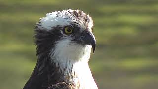 Gweilch Glaslyn 2023 Glaslyn Ospreys [upl. by Averell83]