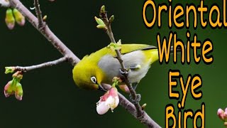 Oriental White Eye Bird Call [upl. by Aisayt]