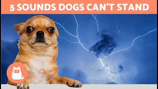 5 SOUNDS That DOGS HATE the Most 🐶🔊❌ Noises That Drive Them Crazy [upl. by Refiffej595]