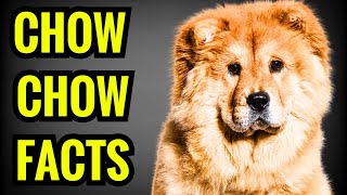 Chow Chow Facts  Top 13 Facts You Must Know [upl. by Verbenia]