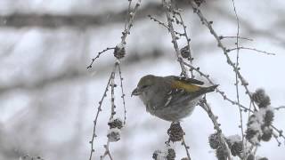 野幌森林公園の冬鳥（Winter Birds in Nopporo Hokkaido） [upl. by Engedus173]